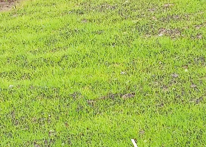 Апартаменти Sozopol Residence Sozopol